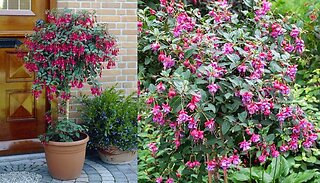 Pair of Flowering Fuchsia Columns