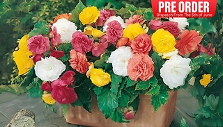 PRE-SALE: 10, 20 or 30 Upright Begonia Non-Stop Mix - Garden Ready Pla ...