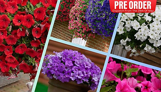 PRE-SALE: Surfinia Petunia Collection - 18 Plug Plants