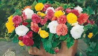 10, 20 or 30 Upright Begonia Non-Stop Mix - Garden Ready Plants