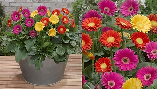 3 Pack Gerbera Garvinea 'Sweet' Bright Collection!