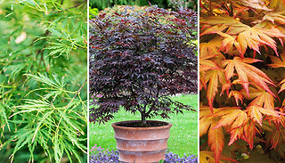 Japanese Maple Acer Collection - 3x Plants