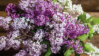 Lilac 9cm Potted Plant - 2 Options