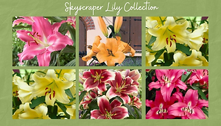Skyscraper Lily Collection