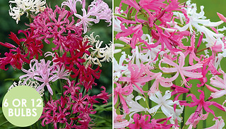 Guernsey Lily Nerine Bowdenii 'Mixed' Bulbs - 6 or 12
