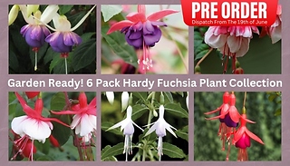 PRE-SALE: Garden Ready! 6 Pack Hardy Fuchsia Plant Collection