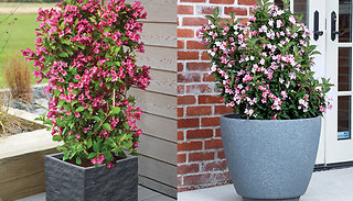 Set of 2 Weigela 'Towers of Flowers' Potted Plants - Apple Blossom & C ...