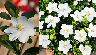 Hardy Gardenia 9cm Potted Plant - Kleim's & Sweet Heart