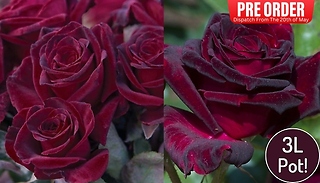 PRE-SALE: 3L Rose 'Black Baccara' Plant - Garden Ready!