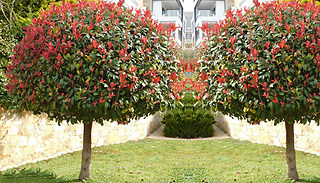 1 or 2 Photinia Fraseri 'Red Robin' 3L Plants