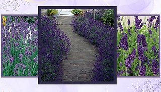 Fragrant Lavender Collection - 4 Options