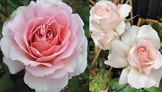 The Queen Elizabeth II Rose