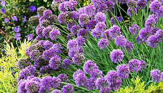 Allium 'Medusa' Ornamental Onion 7cm Plants - 1, 2 or 3