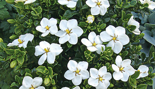 1 or 2 Gardenia Jasminoides 'Kleim's Hardy' Plants