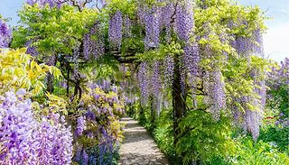 1, 2 or 3 Hardy Wall-Climbing 'Wisteria Sinensis' 9cm Plants