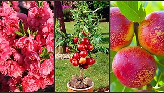 Nectarine Garden Beauty