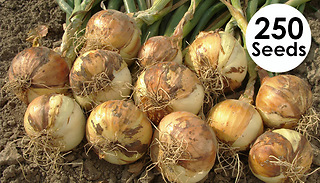 Ailsa Craig Golden Onion Seeds - 250 Seeds