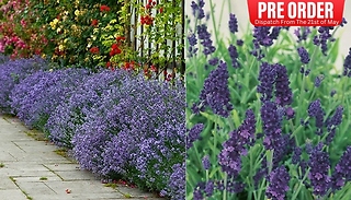 PRE-SALE: Fragrant Lavender Plant Collection