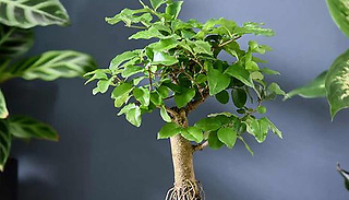 Bonsai Ligustrum House Plant - 1 or 2 Plants