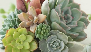 6-Pack Indoor Succulents Mix