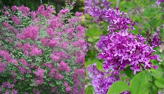 Garden Ready Syringa Bloomerang 'Dark Purple'