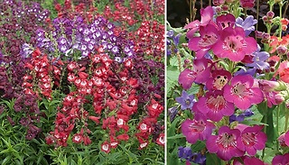 12 Pack Penstemon Hardy Perennial Plug Collection