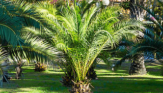 Giant 1.2m Canary Island Phoenix Palm