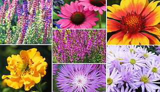 Cottage Garden Nurseryman's Choice Plant Collection - Up to 12 Plants!