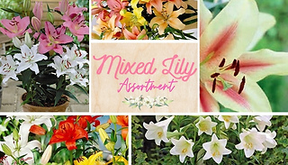 Mixed Lily Assortment - 10-Pack of Tubers!