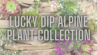 Lucky Dip Alpine Plant Collection