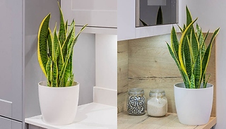 Sansevieria Trifasciata Laurentii 'Snake Plant'