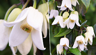 Clematis Winter Beauty - 1, 2 or 3 Plants