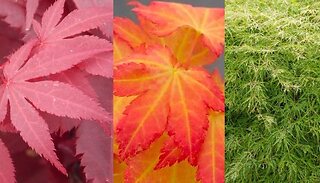 Japanese Maple Acers Collection - 3-Pack