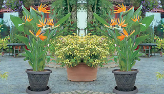 1 or 2 Strelitzia 'Bird Of Paradise' Plants with Optional Pots