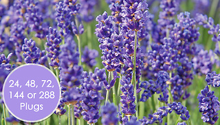 Lavender Hidcote & Munstead Plant Collection - 24 to 288 Plugs