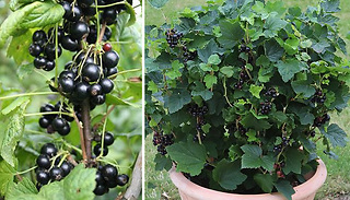 Blackcurrant Summer Pearls Patio Plant - 1 or 3-Pack
