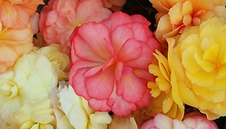 Begonia Amber Delight Collection