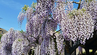 1, 2 or 3 Hardy Wall-Climbing 'Wisteria Sinensis' 9cm Plants