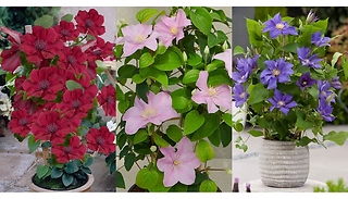 Clematis Patio Boulevard Triple Collection