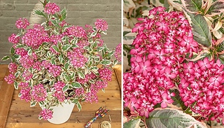 Hydrangea 'Euphoria Pink' Plant