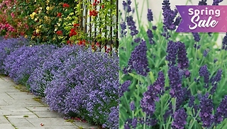Fragrant Lavender Plant Collection