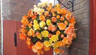 Apricot Shades Trailing Begonia Plant