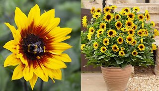 Patio Sunflower - Sunbelievable Brown Eyed Girl