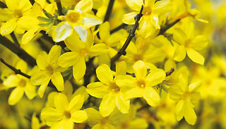 1, 2 or 3 Winter Jasmine 9cm Potted Plants