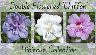Double Flowered 'Chiffon' Hibiscus Collection