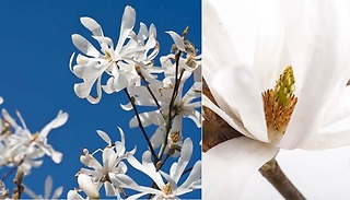 Magnolia Stellata Tree - 2 Options