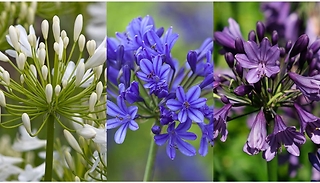 African Lily Agapanthus Collection