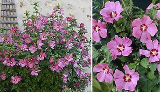 Hibiscus 'Woodbridge' Plant