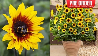 PRE-SALE: Patio Sunflower - Sunbelievable Brown Eyed Girl