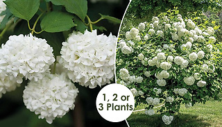 Giant Football Shrub - 1, 2 or 3 Plants